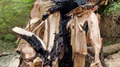 Blixt slagit ner i träd